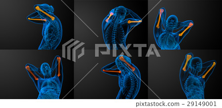 humerus bone humerus bone 29149001