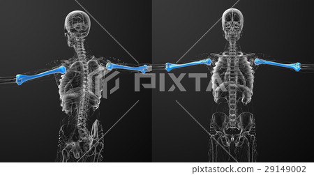 humerus bone 29149002