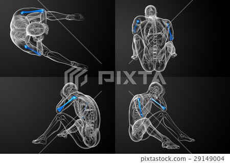 humerus bone humerus bone 29149004