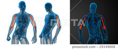 humerus bone humerus bone 29149008