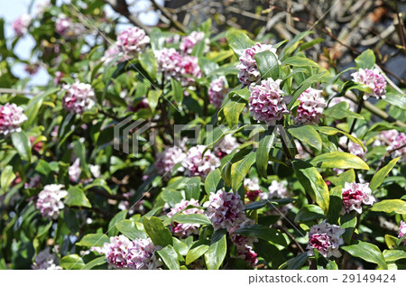 荊州(下沉花) 荊州(下沉花) 29149424