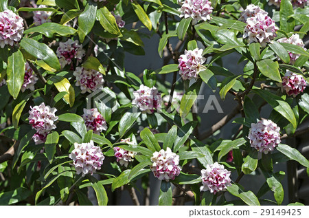 Jingzhou (sinking flower) Jingzhou (sinking flower) 29149425