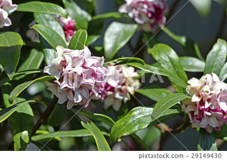 荊州（下沉花） 29149430