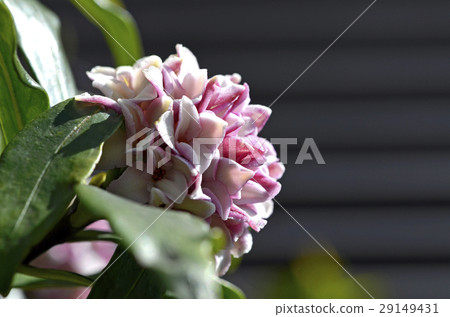 荊州（下沉花） 29149431