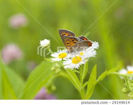 Lycaena phlaeas 29149614