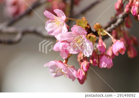 Kawazu櫻桃樹開始開花 29149892