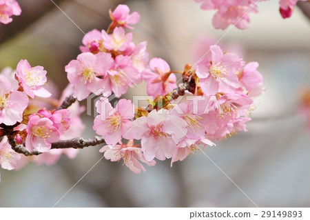 河津櫻花 29149893