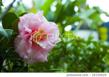 花卉,花,花,茶花,春天,茶花,三叉花,山茶花 花卉,花,花,茶花,春天,茶花,三叉花,山茶花 29150026