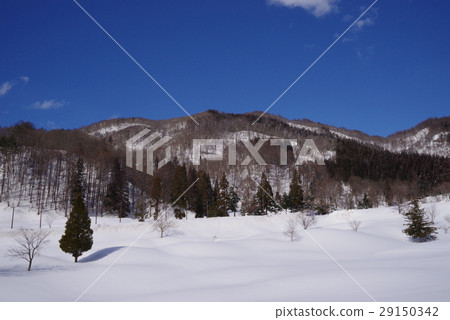 Madarao field in winter 29150342