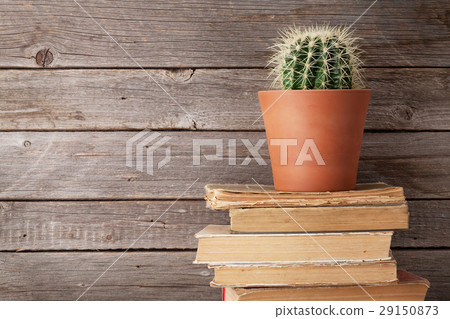 Cactus on old books Cactus on old books 29150873
