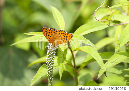 Female Growth Hormone 29150958