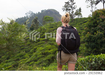 Female tourist enjoying beautiful nature of tea Female tourist enjoying beautiful nature of tea 29150962