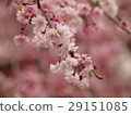 Yae Sakura 29151085