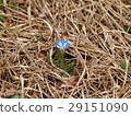 Your Gentian Gentian 29151090