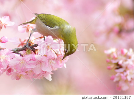 春天的景色 春天的景色 29151397