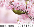 春天的景色 29151398