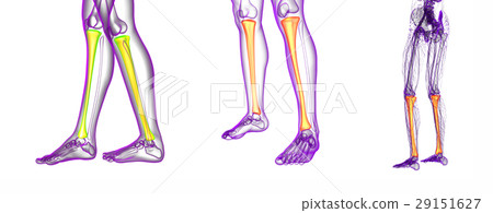 tibia bone 29151627