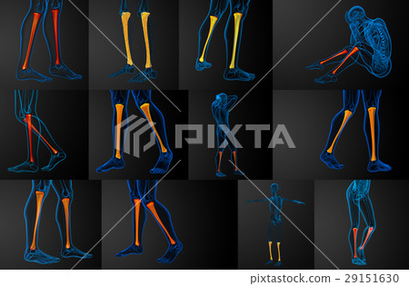 tibia bone tibia bone 29151630