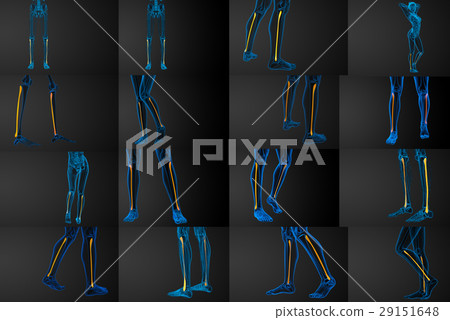 3d rendering illustration of the fibula bone 3d rendering illustration of the fibula bone 29151648