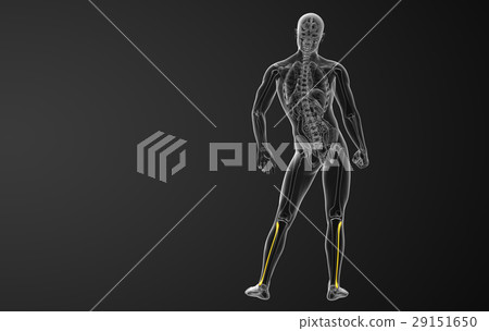 3d rendered illustration of the fibula bone 29151650
