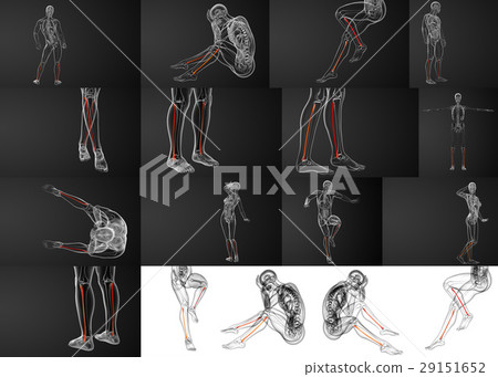 3d rendering illustration of the fibula bone 29151652