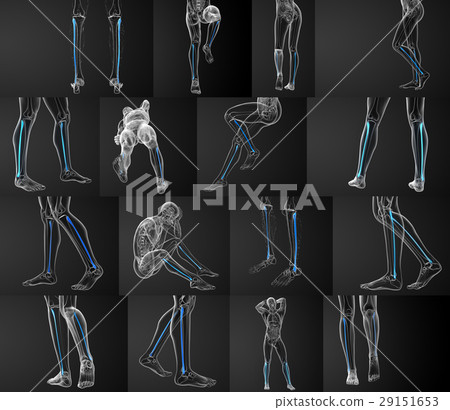 3d rendering illustration of the fibula bone 29151653