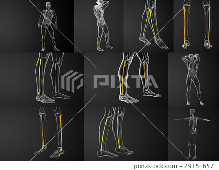 3d rendering illustration of the fibula bone 3d rendering illustration of the fibula bone 29151657