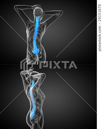 human spine human spine 29151678