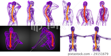 human spine 29151679