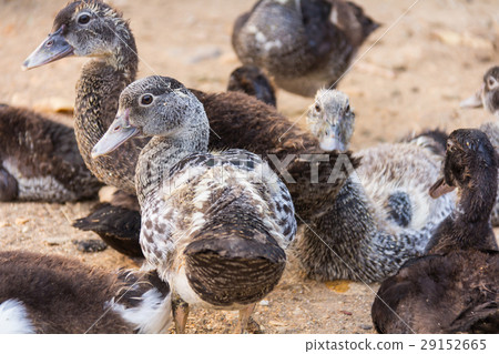 Lots of duck in local farm thailand Lots of duck in local farm thailand 29152665