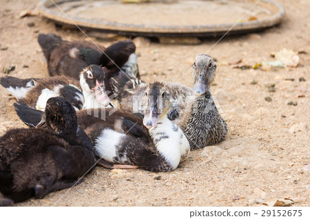 Lots of duck in local farm thailand Lots of duck in local farm thailand 29152675