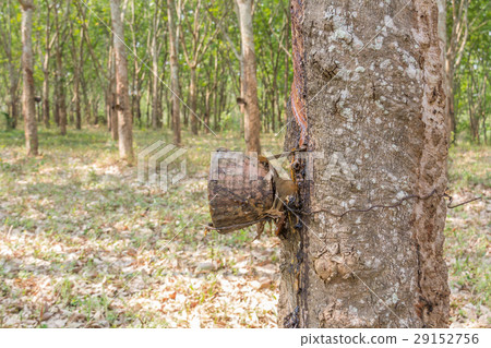 Plantation rubber Tree Harvesting in 29152756