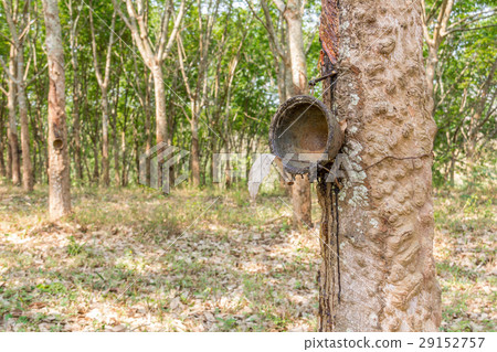 Plantation rubber Tree Harvesting in Plantation rubber Tree Harvesting in 29152757