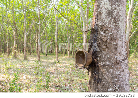 Plantation rubber Tree Harvesting in 29152758