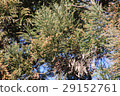 Cedar Flower 29152761
