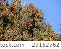 Cedar Flower 29152762