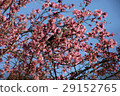  Cherry blossoms and birds 29152765