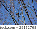 Wild birds staying in trees 29152768