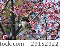 Cherry blossoms and birds in early bloom 29152922