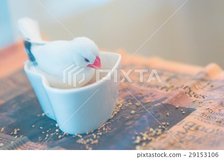 爪哇禾雀 29153106