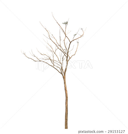 Tree isolated on white background 29153127