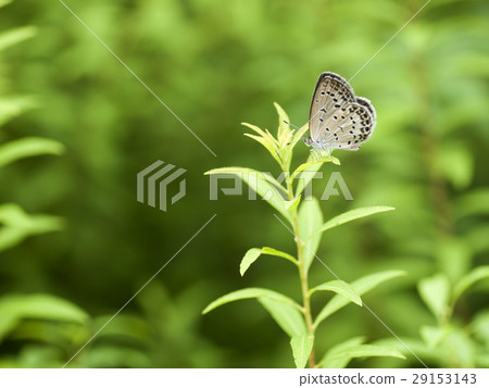 Yamato Shizimi Yamato Shizimi 29153143