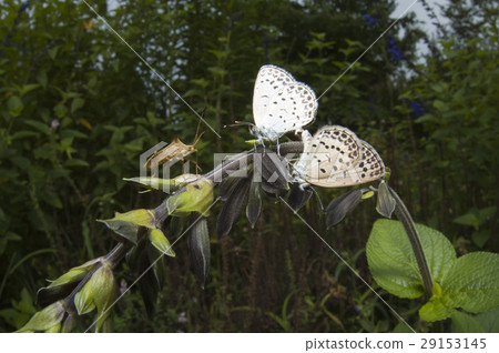 Yamato Shizimi 29153145