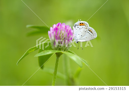 短尾藍色 29153315