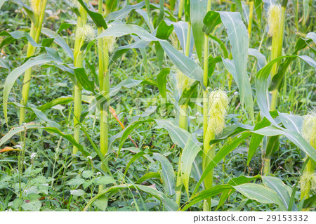 Sweet corn in the garden 29153332