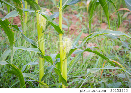 Sweet corn in the garden Sweet corn in the garden 29153333