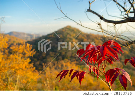 日本最低的秋葉，小野阿爾卑斯山的縱向跑道！ （兵庫縣小野市） 29153756