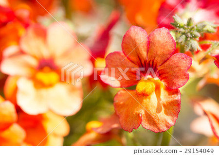 Sun Sash Apraus Orange Sun Sash Apraus Orange 29154049