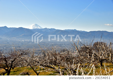 Fuji Fuefukukawa Fruit Park 29154051