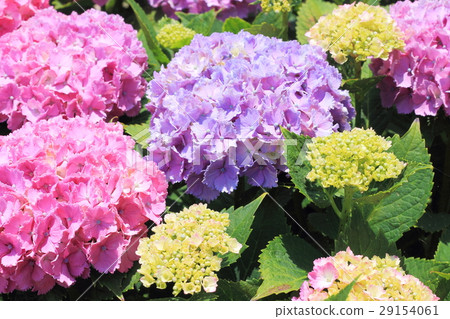 hydrangea hydrangea 29154061